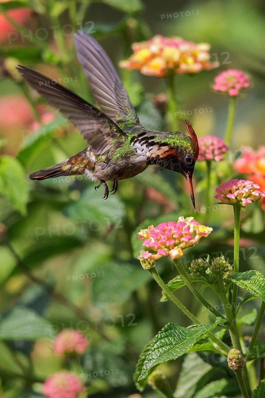 Frilled Coquette (Lophornis magnificus) flying and feeding at a flower in the Atlantic rainforest of southeast Brazil