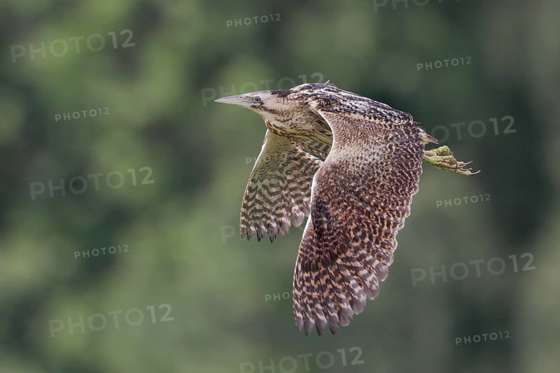 Rohrdommel; lat. Botaurus stellaris; im Flug von der Seite mit Wald im Hintergrund