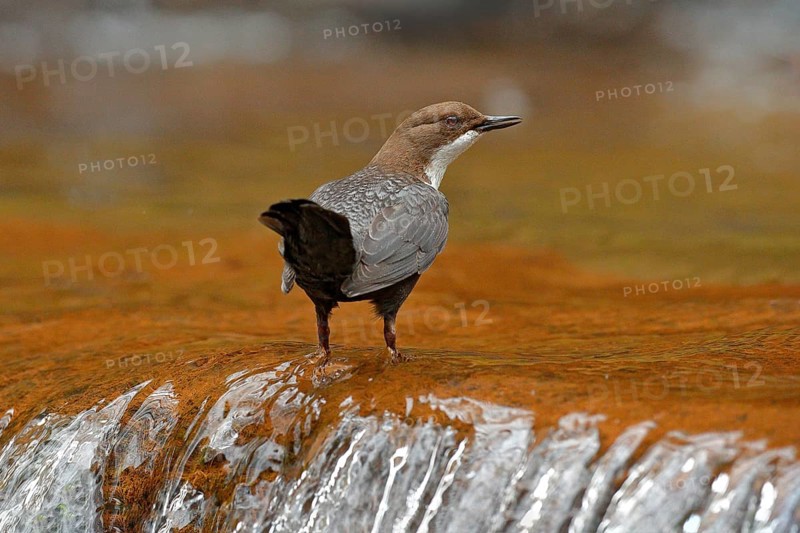 White-throated Dipper, Cinclus cinclus, brown bird with white throat in the river, waterfall in the background, animal behavior in the nature habitat, with food in the bill, nesting time, wildlife Germany