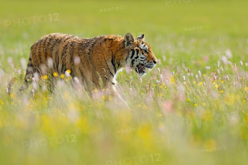 Tiger in summer. Flowered meadow with tiger. Tiger with ping and yellow and pink flowers. Siberian tiger in beautiful habitat. Amur wild cat sitting in the grass