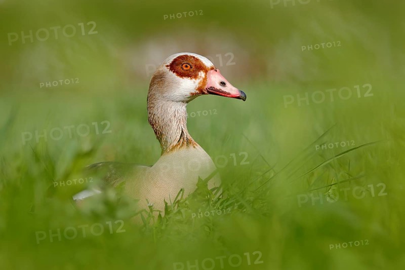 Egyptian goose, Alopochen aegyptiaca, African bird with red bill sitting in green grass. Animal portrait hidden in habitat, Park lake, Switzerland. Wildlife scene from nature. Wet season in March