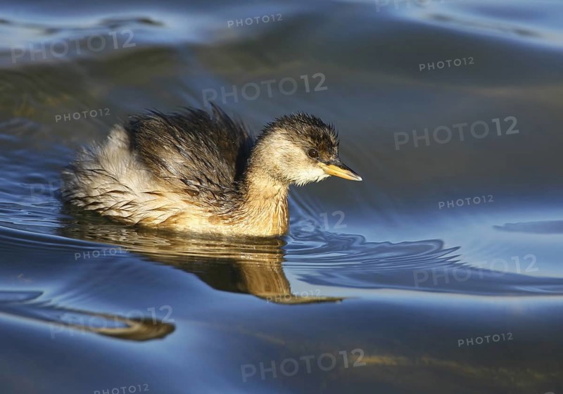 Little Grebe (Tachybaptus ruficollis), Castro Marim, Portugal