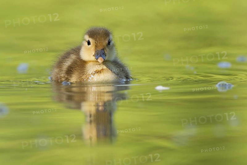 Mandarin Duck (Aix galericulata) juvenile, St. Gallen, Switzerland