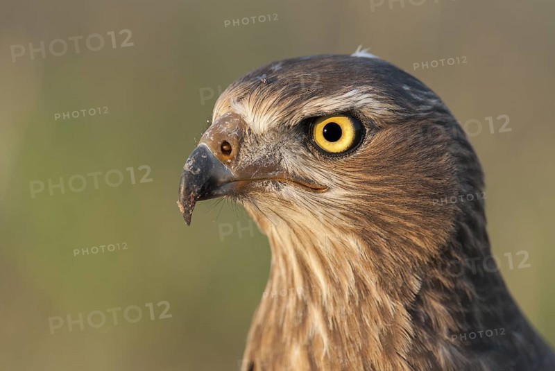 Pale Chanting Goshawk (Melierax canorus) juvenile, Northern Cape, South Africa