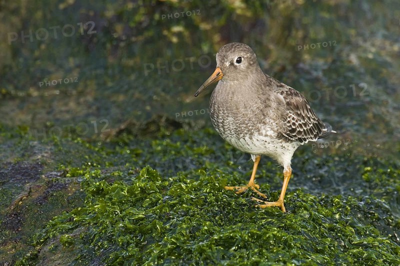 Purple Sandpiper (Calidris maritima), New Jersey, USA