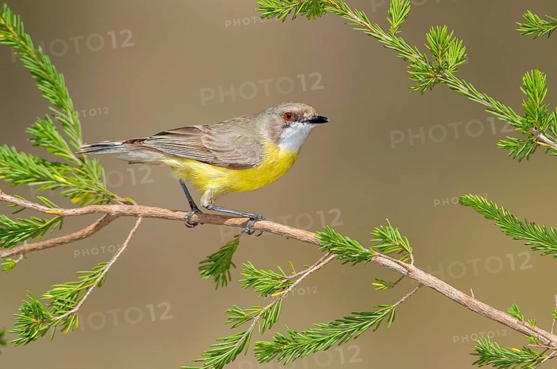 White-throated Gerygone (Gerygone olivacea), Victoria, Australia