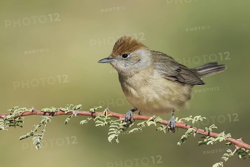 Eurasian Blackcap (Sylvia atricapilla) female, Eilat, Israel