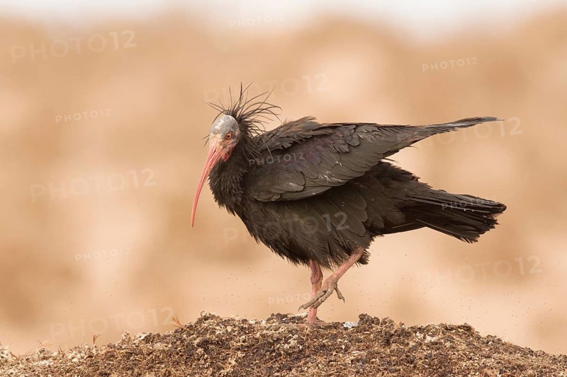 Northern Bald Ibis (Geronticus eremita), Morocco