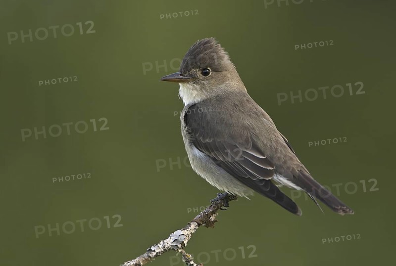 Olive-sided Flycatcher (Contopus cooperi), British Columbia, Canada