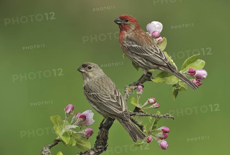 House Finch (Haemorhous mexicanus) male, British Columbia, Canada