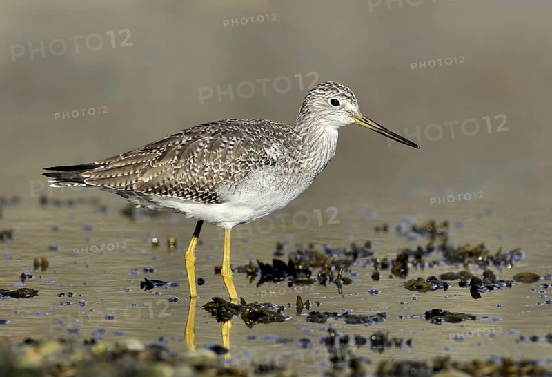 Greater Yellowlegs (Tringa melanoleuca), British Columbia, Canada