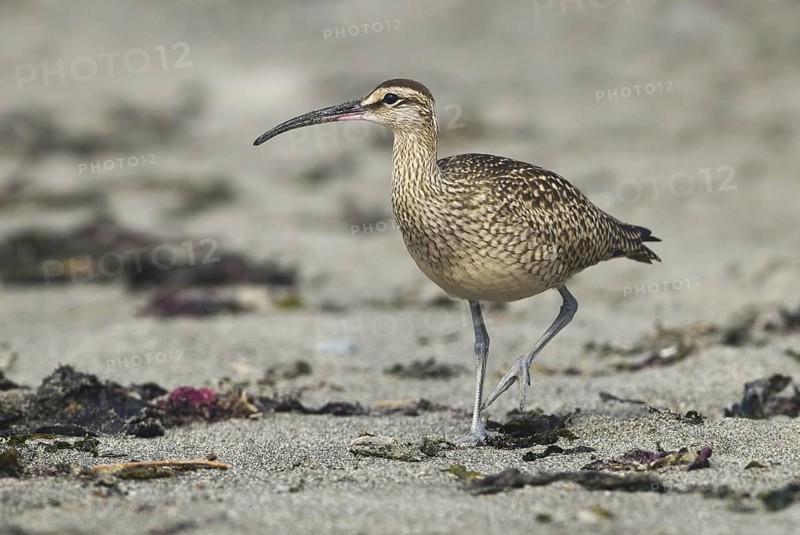 Whimbrel (Numenius phaeopus), California, USA