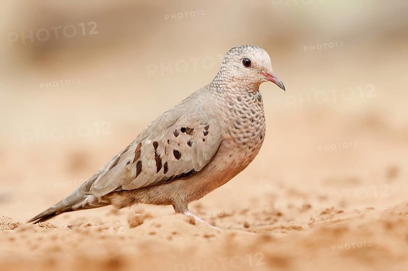 Common Ground Dove (Columbina passerina), Arizona, USA