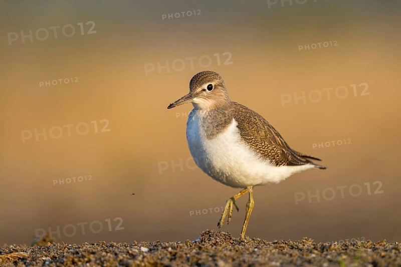Common Sandpiper (Actitis hypoleucos), North Rhine-Westphalia, Germany
