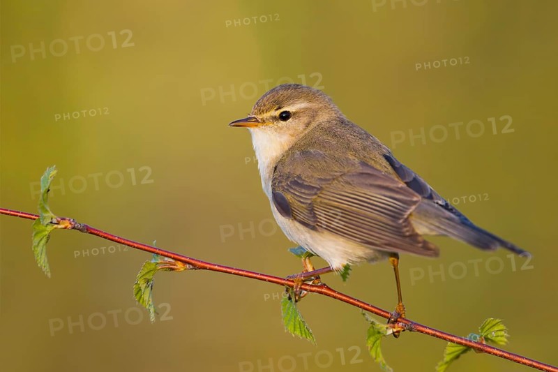 Willow Warbler (Phylloscopus trochilus), Baden-Wuerttemberg, Germany