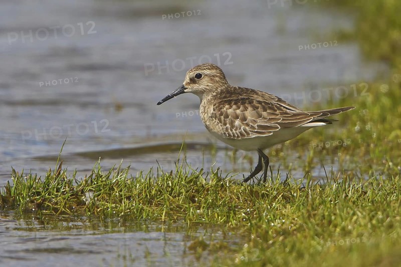 Baird's Sandpiper (Calidris bairdii), Peru