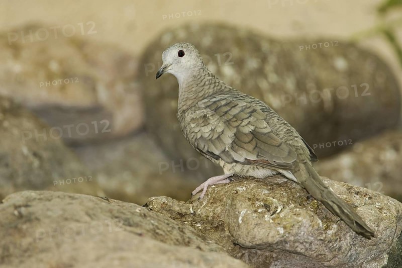 Inca Dove (Columbina inca), Arizona, USA