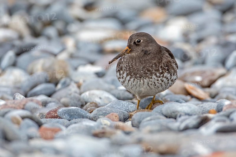 Purple Sandpiper (Calidris maritima), Schleswig-Holstein, Germany