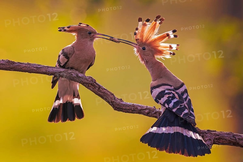 Eurasian Hoopoe (Upupa epops) male feeding female in courtship ritual, Saxony-Anhalt, Germany