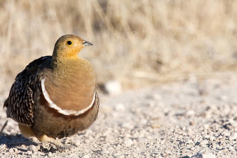 Namaqua Sandgrouse (Pterocles namaqua) male, Etosha, Namibia