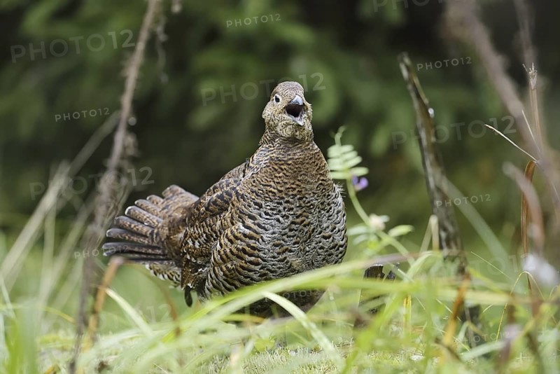 Black grouse (Lyrurus tetrix, Tetrao tetrix), calling female, Bavaria, Germany