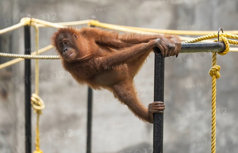 An orangutan hangs effortlessly from a metal bar inside its enclosure at Assam State Zoo in Guwahati, India, on July 16, 2025