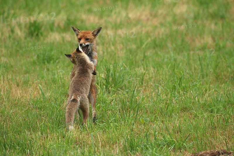 Red fox (Vulpes vulpes) male and weaned young playing on a mown meadow in light rain, Allgäu, Bavaria, Germany, Allgäu, Bavaria, Germany