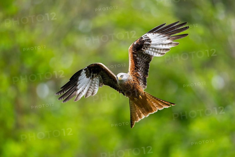 Red kite (Milvus milvus) flying in a forest in early summer, Bavaria, Germany