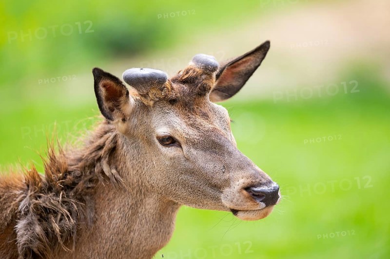 Red deer (Cervus elaphus) stag, portrait, Bavaria, Germany