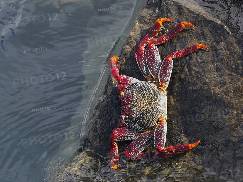 Colourful crab with dotted legs, red rock crab (Grapsus adscensionis) crawls on a wet rock. Puerto de Santiago, Tenerife, Canary Islands, Spain