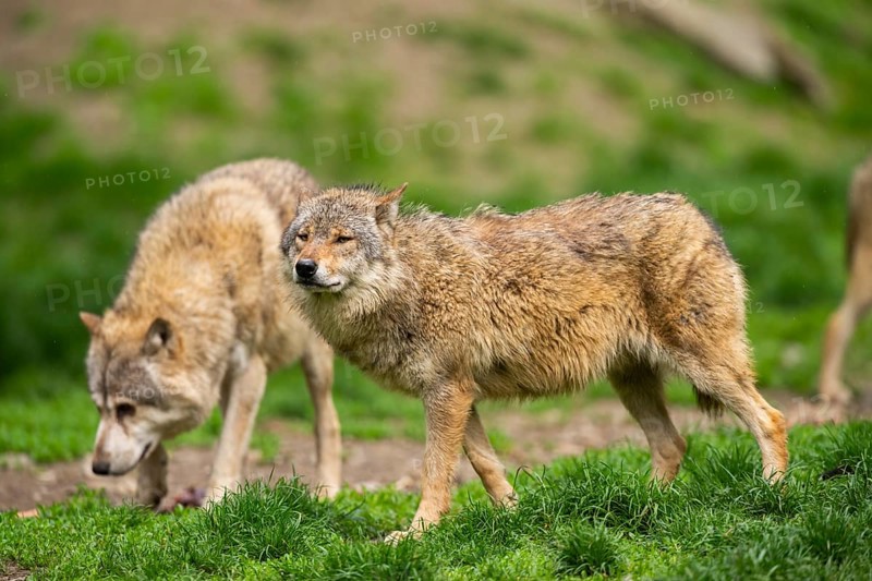 Eastern wolves (Canis lupus lycaon) standing on a meadow, Bavaria, Germany