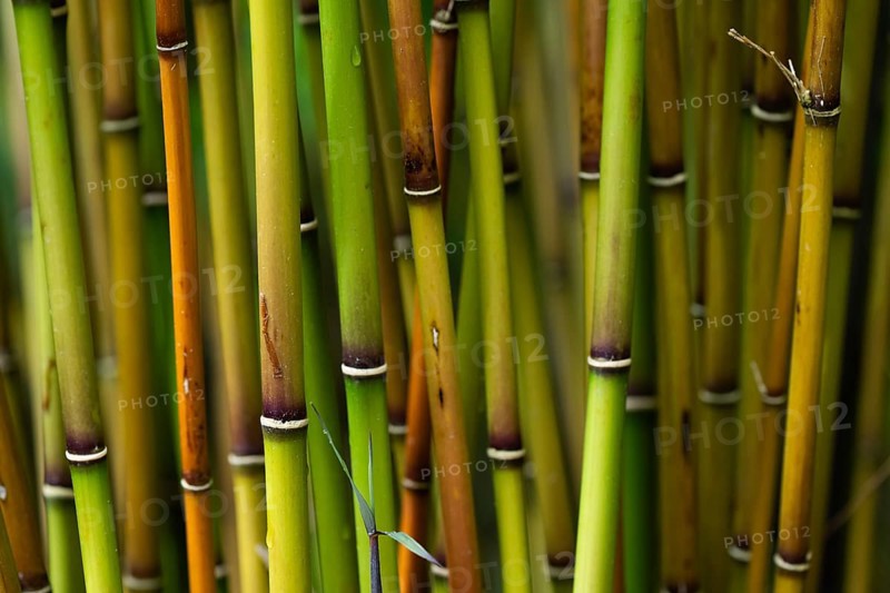 Bamboo culms (Bambusoideae), Inverewe Gardens, Poolewe, Loch Ewe, Highlands, Highlands, Scotland, Great Britain