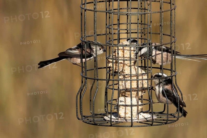 Long tailed tit (Aegithalos caudatus) three adult birds feeding on a garden bird feeder, England, United Kingdom