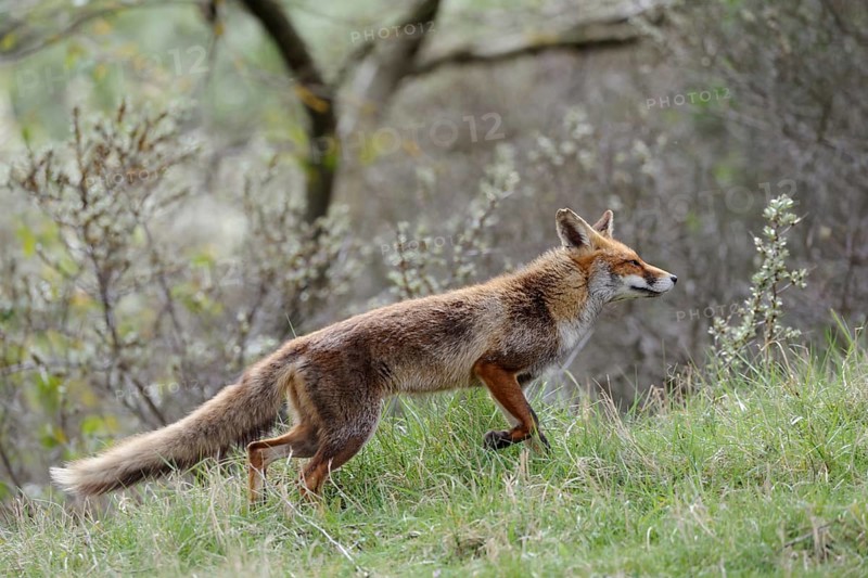 Red fox (Vulpes vulpes), fawn, female animal in short-haired summer coat, the bushy fox tail is almost as long as the body, is hunting at the edge of a copse, native nature, Netherlands, Western Europe