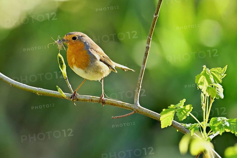 Robin (Erithacus rubecula), with nesting material sitting on a branch, Flachsee nature reserve, Freiamt, Canton Aargau, Switzerland