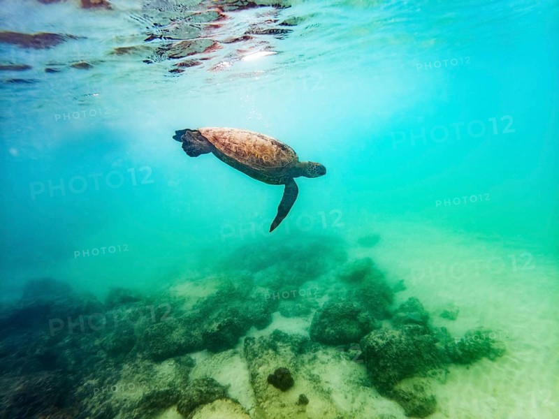 Sea turtle (Chelonia mydas), underwater, Galapagos, Ecuador