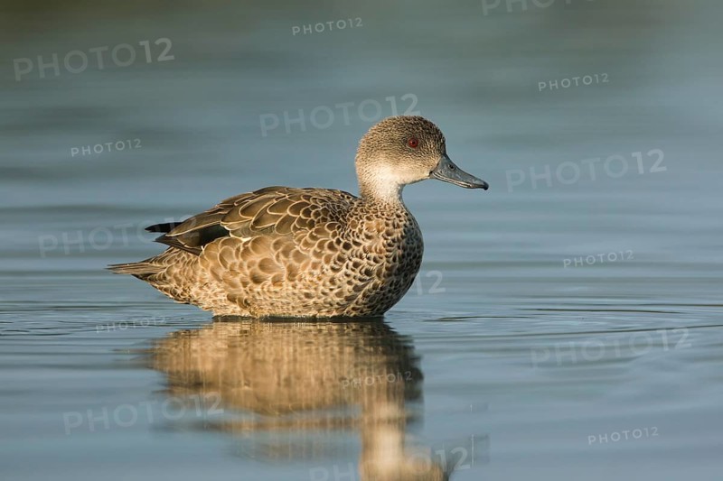 Grey Teal (Anas gracilis), Victoria, Australia