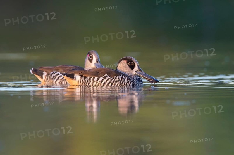 Pink-eared Duck (Malacorhynchus membranaceus) pair, Victoria, Australia
