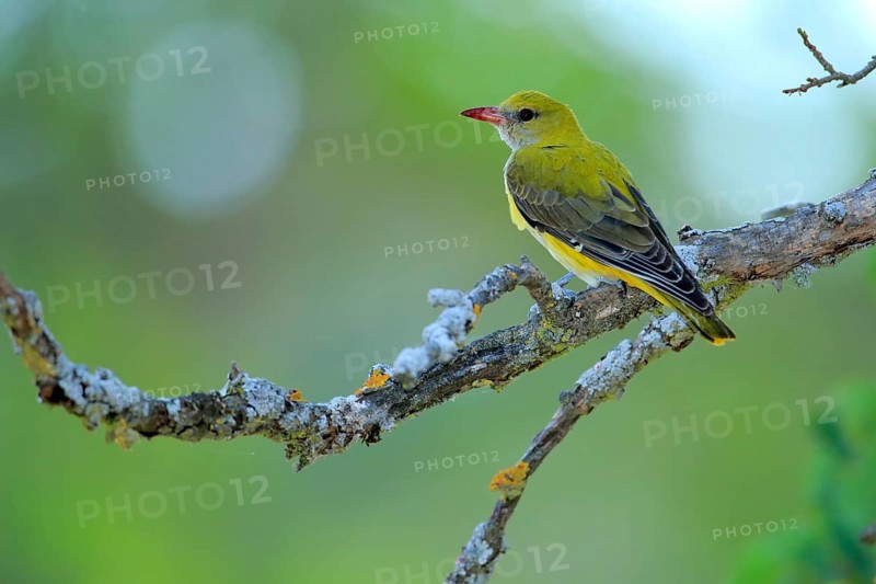 Eurasian Golden Oriole (Oriolus oriolus) female perched on lichen branch, Andalusia, Spain