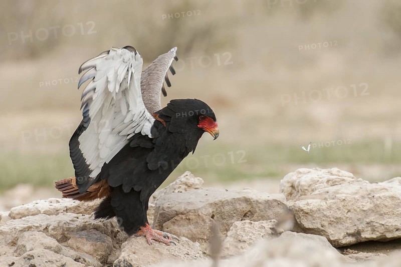 Bateleur (Terathopius ecaudatus) female, Northern Cape, South Africa