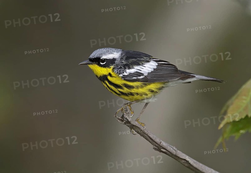 Magnolia Warbler (Setophaga magnolia), Michigan, USA