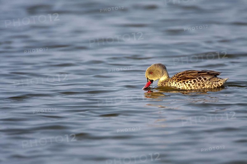 Cape Teal (Anas capensis), Namibia