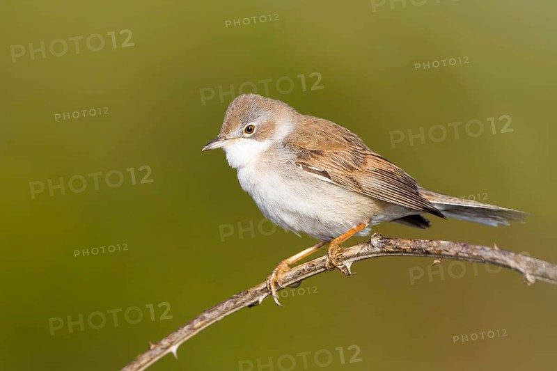 Common Whitethroat (Sylvia communis), Baden-Wuerttemberg, Germany