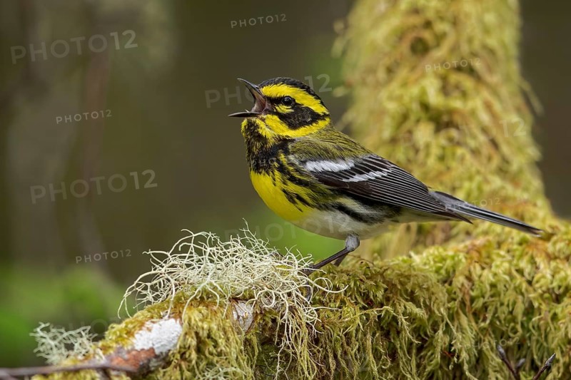Townsend's Warbler (Dendroica townsendi) perched on a branch in Victoria, BC, Canada