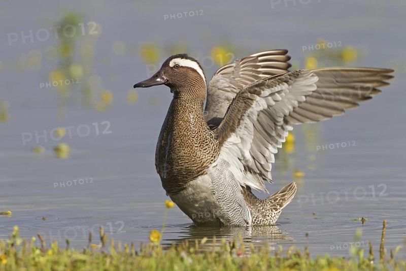 Garganey (Spatula querquedula) male, Mallorca, Spain