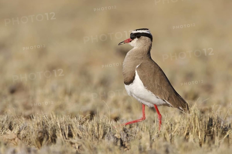 Crowned Lapwing (Vanellus coronatus), Northern Cape, South Africa