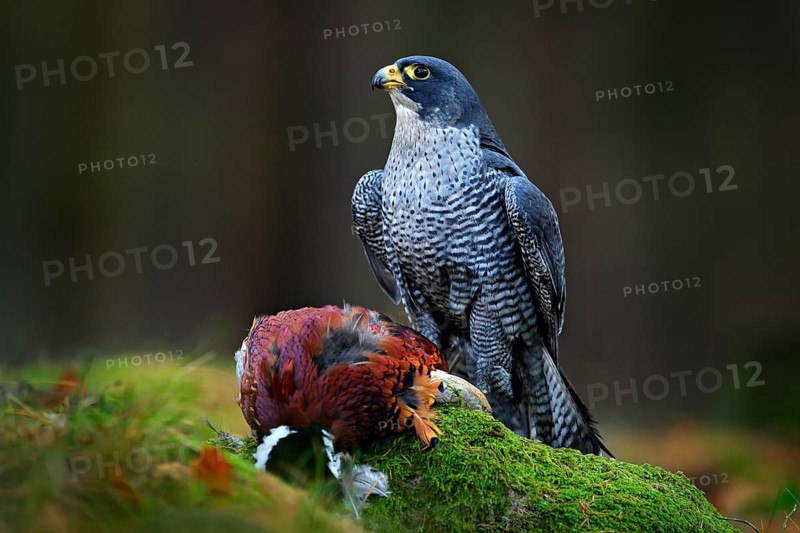 Peregrine falcon with caught Pheasant, feeding on killed big bird on the green mossy rock with dark forest in background. Action wildlife feeding scene from nature. Falcon with kill in green stone