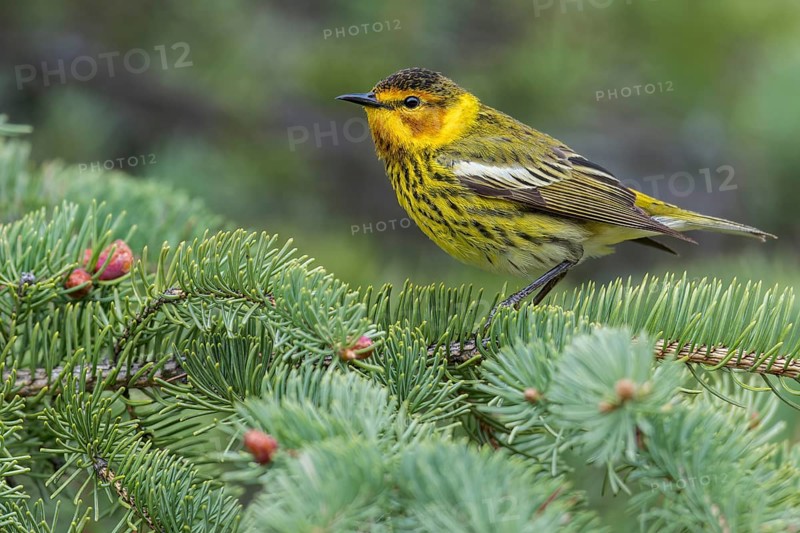 Cape May Warbler (Dendroica tigrina) perched on a branch in Ontario, Canada