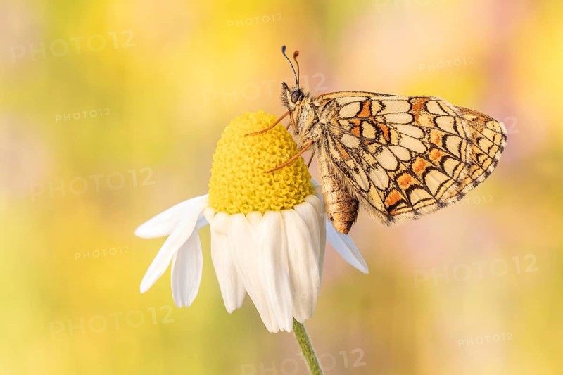Das Weibchen des Wachtelweizen-Scheckenfalter (Melitaea athalia)