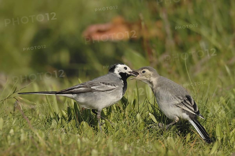 White Wagtail (Motacilla alba) feeding juvenile, North Rhine-Westphalia, Germany